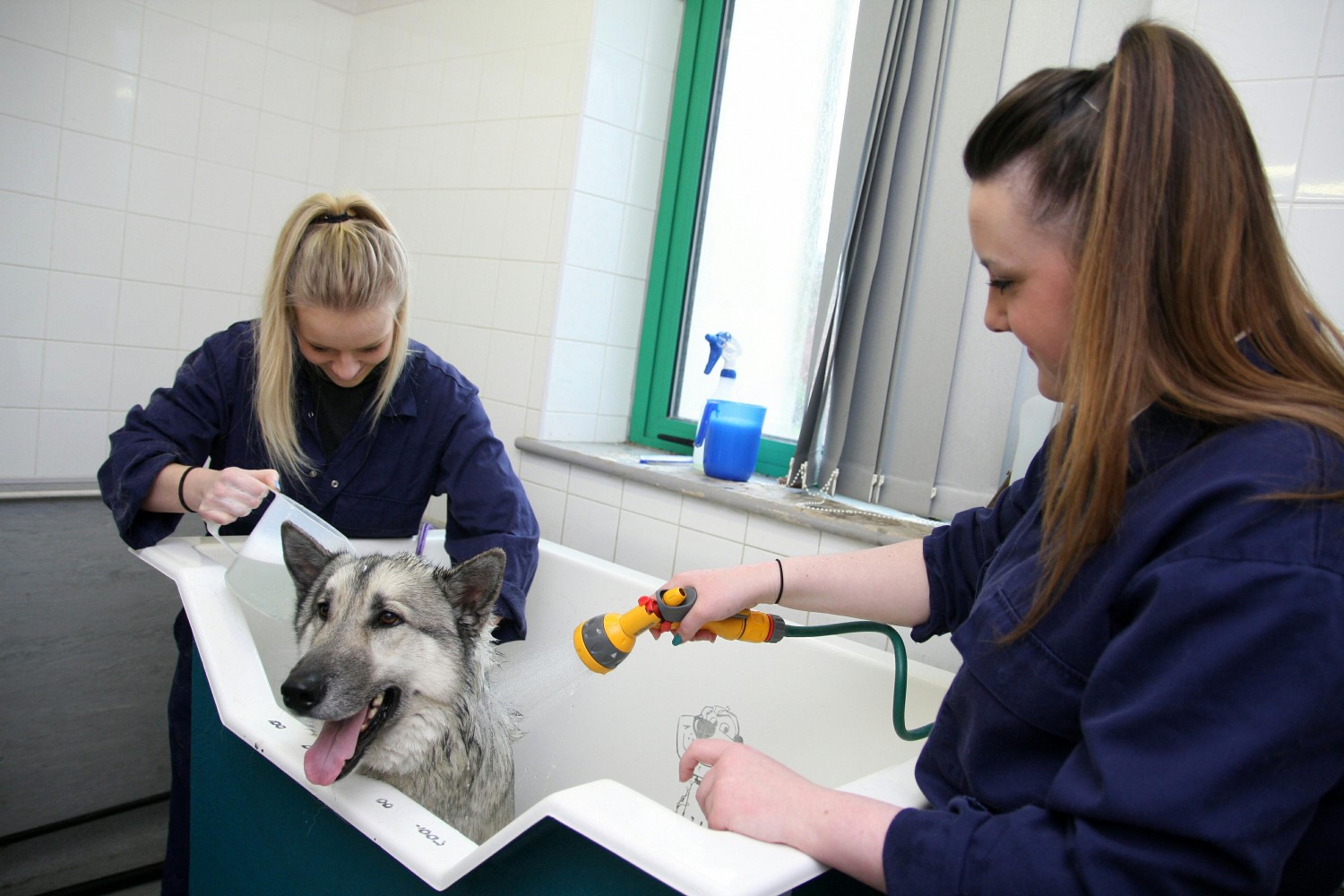 An man dog grooming Reaseheath College