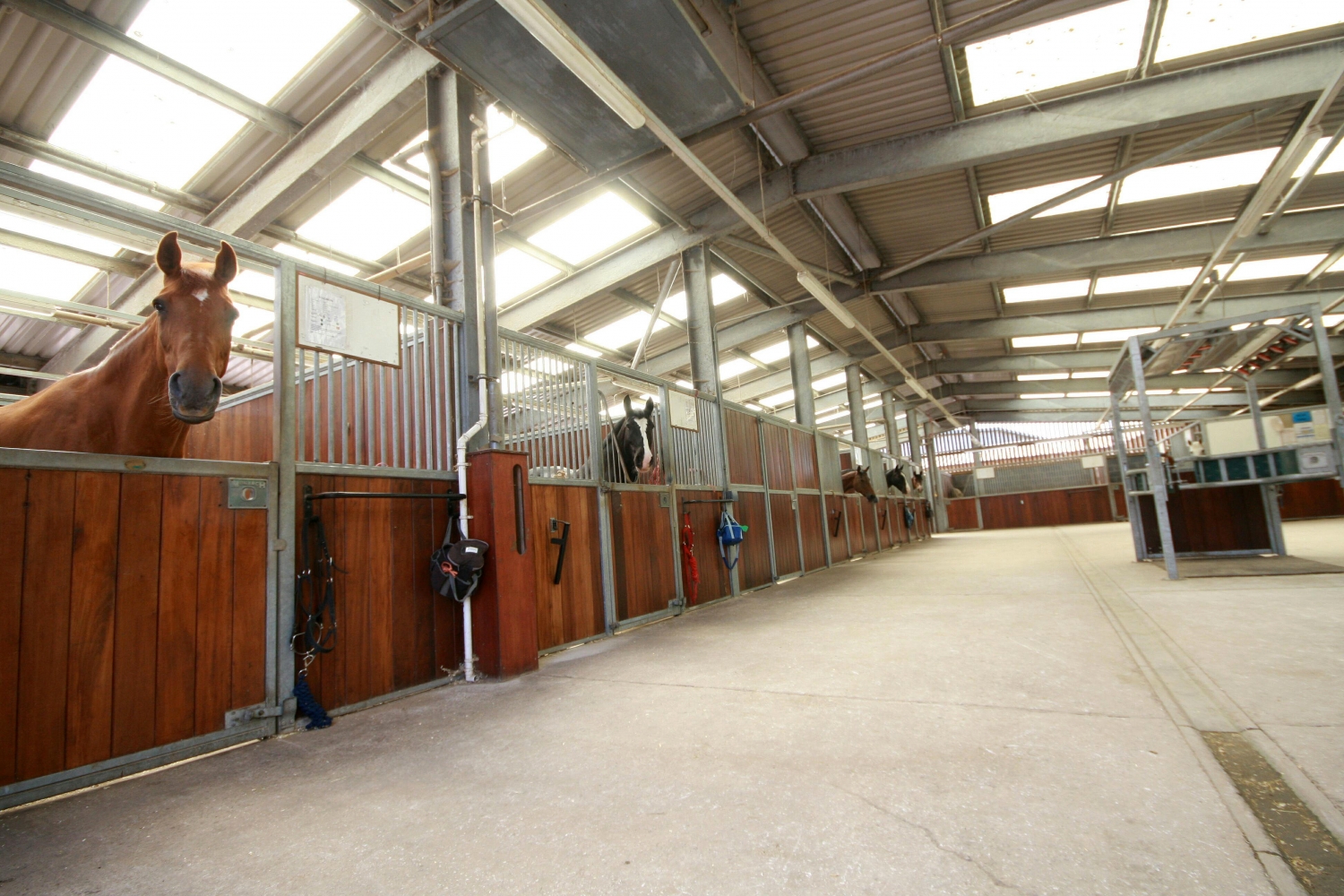 Equine Livery Horses In Blue Yard Reaseheath College