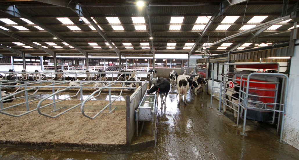 Robotic milking system leads the way in green digital technology ...