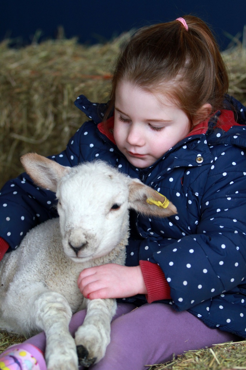 Sienna aged 4 with lamb - Reaseheath College